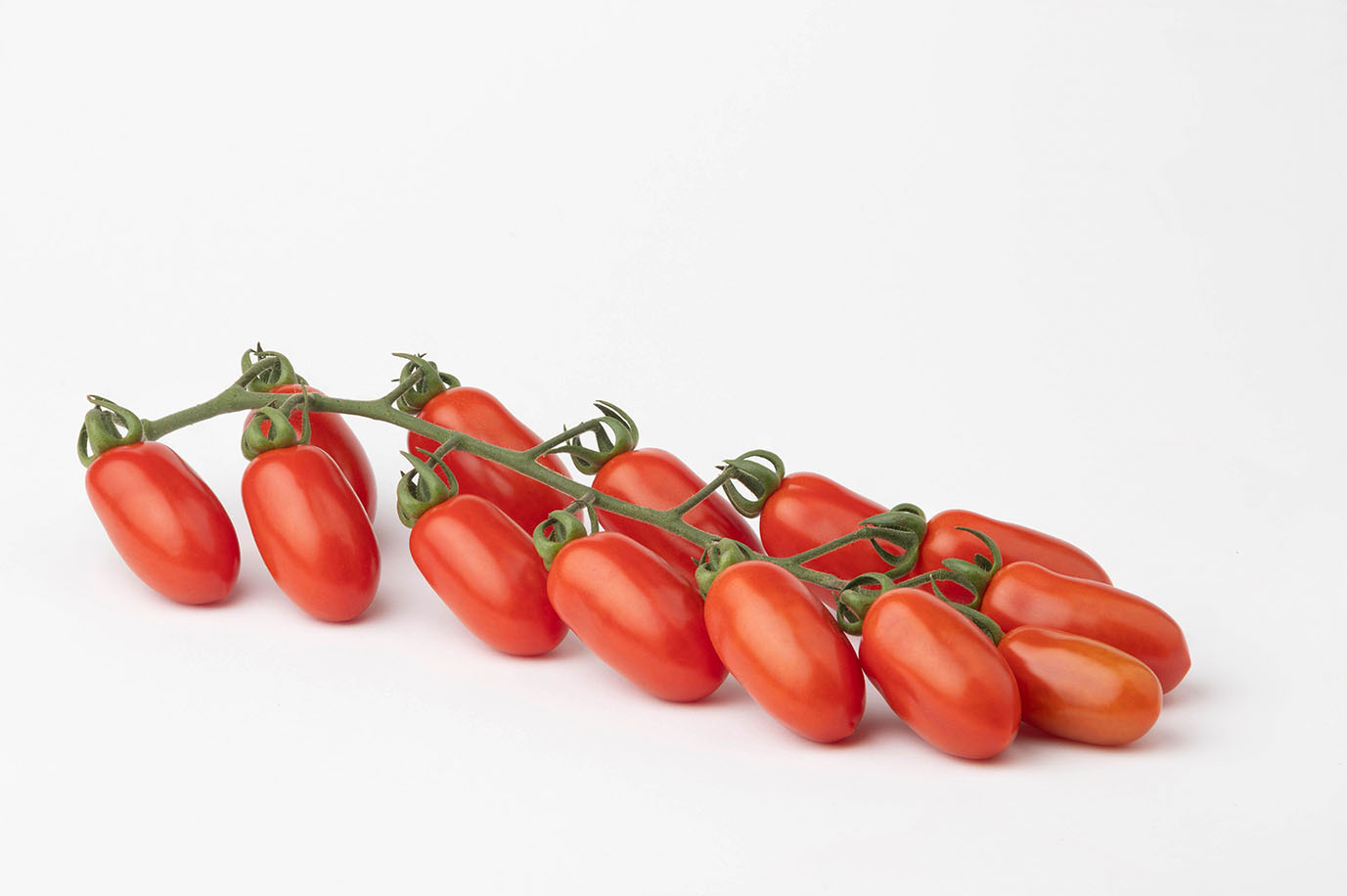 Pomodoro datterino Morricone F1