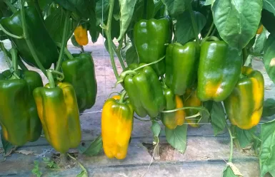 Peperone Scipio F1