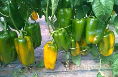 Peperone Scipio F1