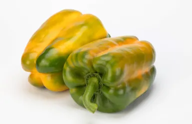 peperone Anfiarao di Vilmorin-Mikado