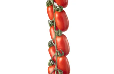 Pomodoro datterino Morricone F1