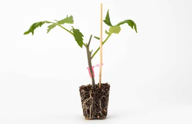 Pianta di pomodoro innestata su GoPro