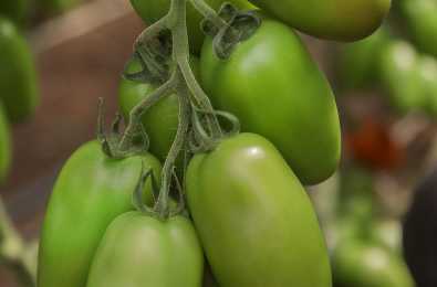 Pomodoro V730 F1 di Vilmorin-Mikado
