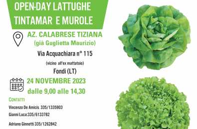 Invito lattughe