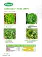 Flayer Gamma Leafy Fucino