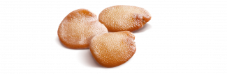 semi di melanzana