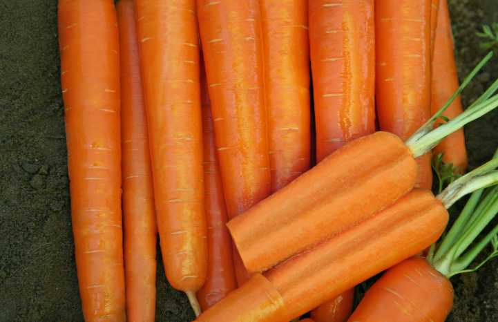Carota Subito F1