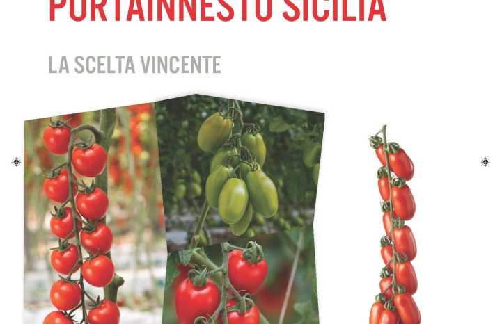 Copertina Brochure Pomodoro e Portainnesto Sicilia 2026