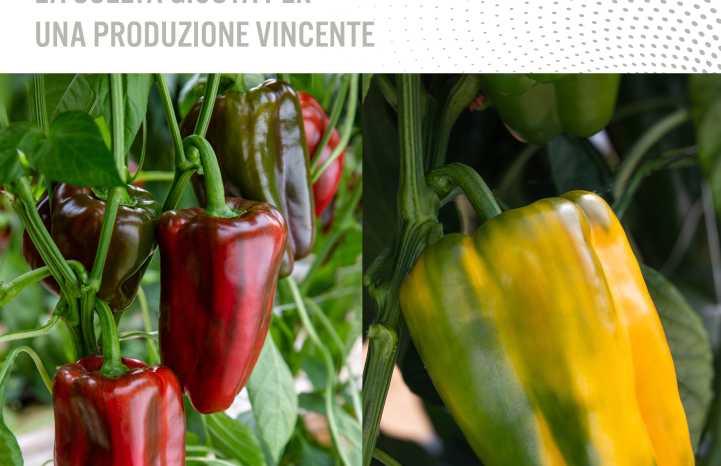 Copertina Brochure Peperone Sicilia 2026