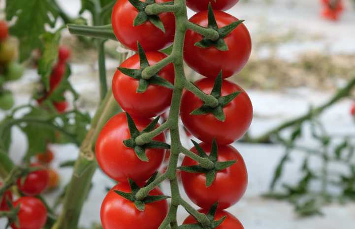 Pomodoro Dantesco F1