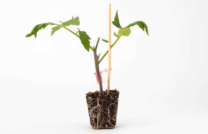 Pianta di pomodoro innestata su GoPro