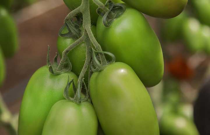 Pomodoro Sir Cador F1