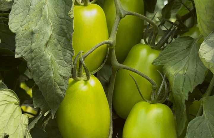 pomodoro Sir Richard (ex v694)