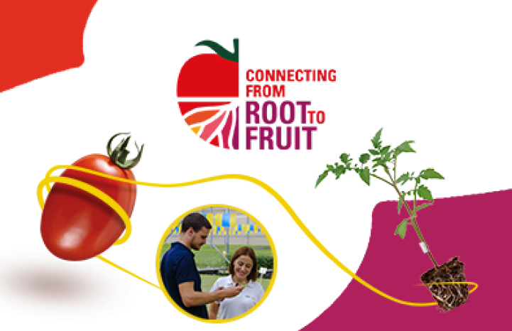 Connecting from root to fruit image