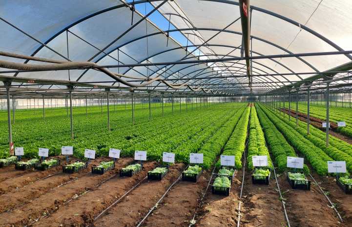 evento lattughe serra Vilmorin-Mikado 2025