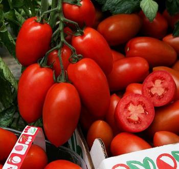 Pomodoro Sir Elyan F1