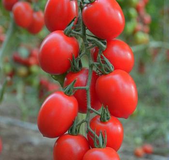 pomodoro Tyrex F1