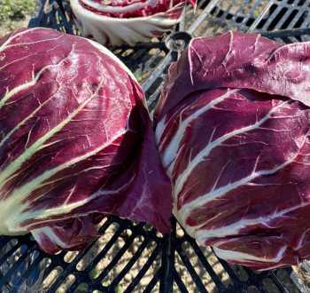 Radicchio Philidor F1