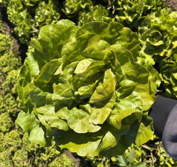 Lattuga Pavarotti BRP10129