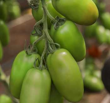 Pomodoro V730  di Vilmorin-Mikado