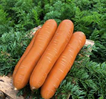 carota Altiplano F1