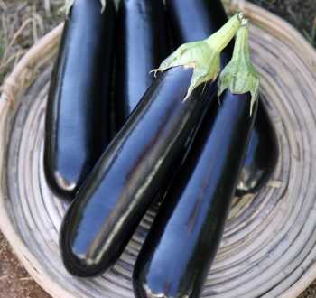 Melanzana Mariscal