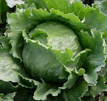 Vilmorin Rafia Naturale 150 G – Fibra Per Giardinaggio E Fai Da Te