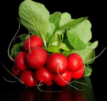 Ravanello Donatella F1