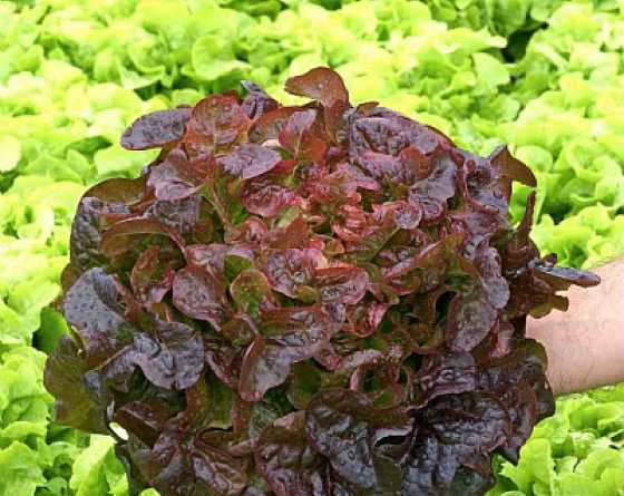 lattuga foglia di quercia rossa Eglantine