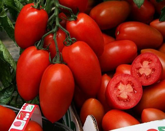 Pomodoro Sir Elyan F1