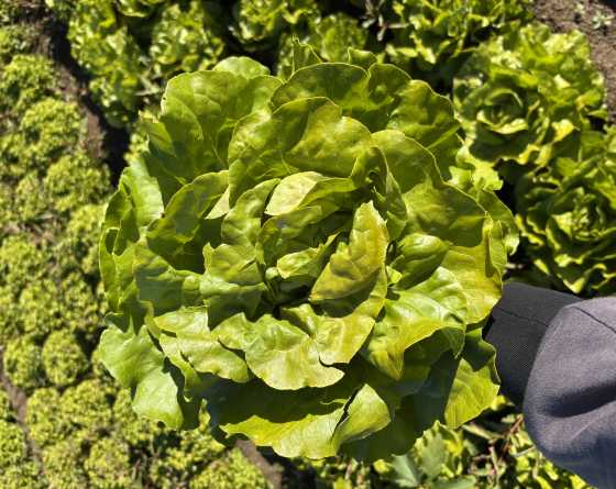 Lattuga Pavarotti BRP10129