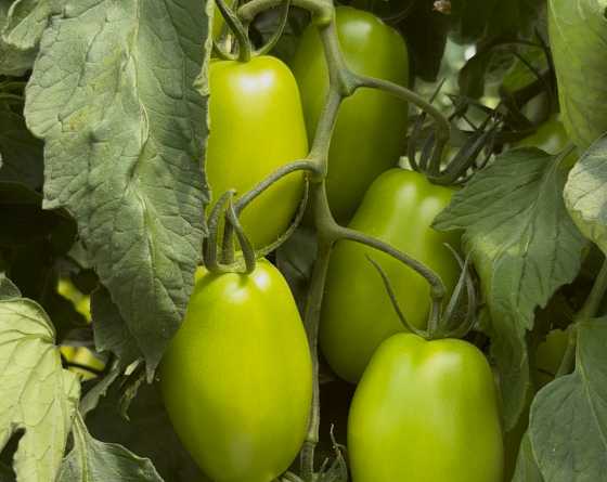 Pomodoro V694 f1  di Vilmorin-Mikado