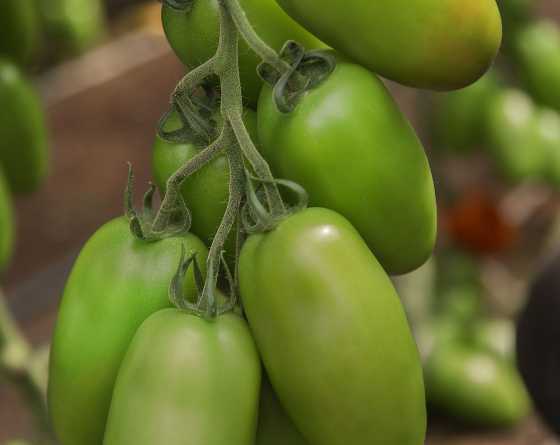 Pomodoro V730  di Vilmorin-Mikado