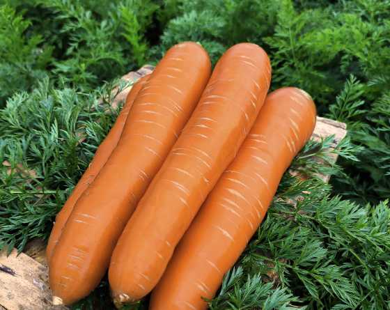 Altiplano F1 carota Altiplano F1